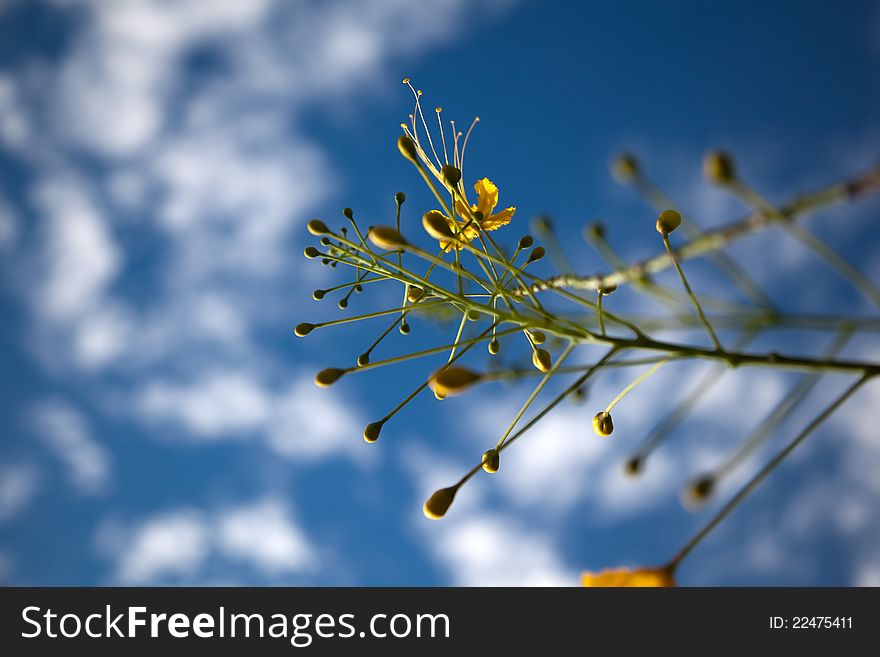 Yellow small flower of Cassia in summer with a blue sky. Yellow small flower of Cassia in summer with a blue sky