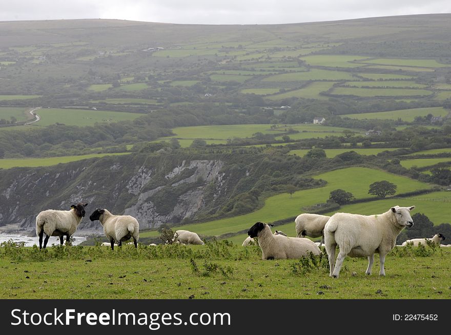 Sheep Grazing On Dinas Head