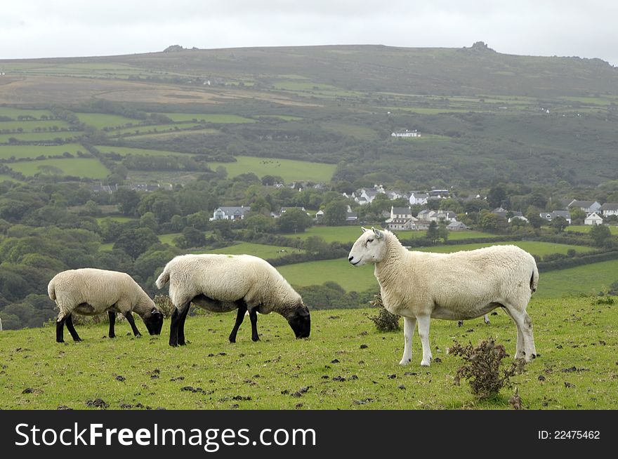 Sheep Grazing On Dinas Head