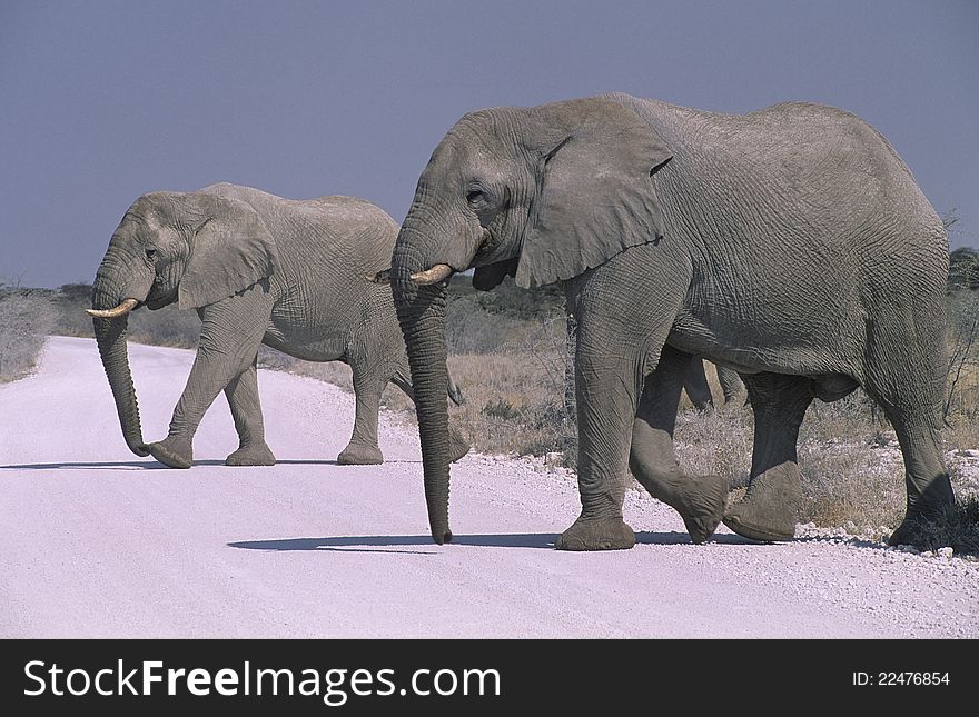 African elephant (loxodonta africana) in the Etosha National Park, Namibia