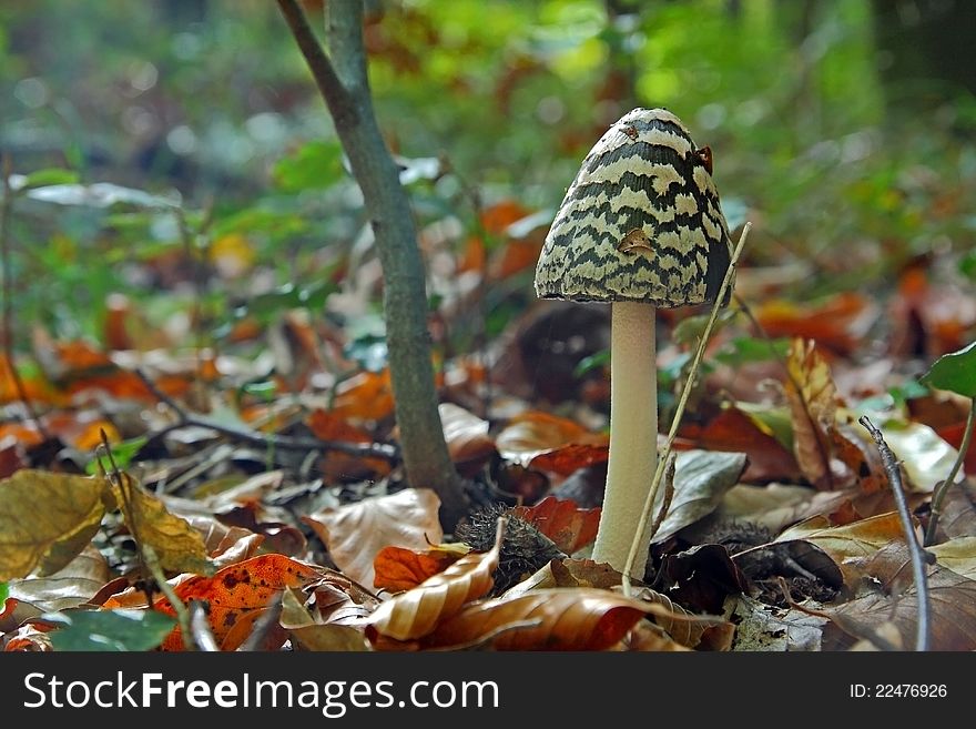 Mushroom in autumn forest. Defokus background.