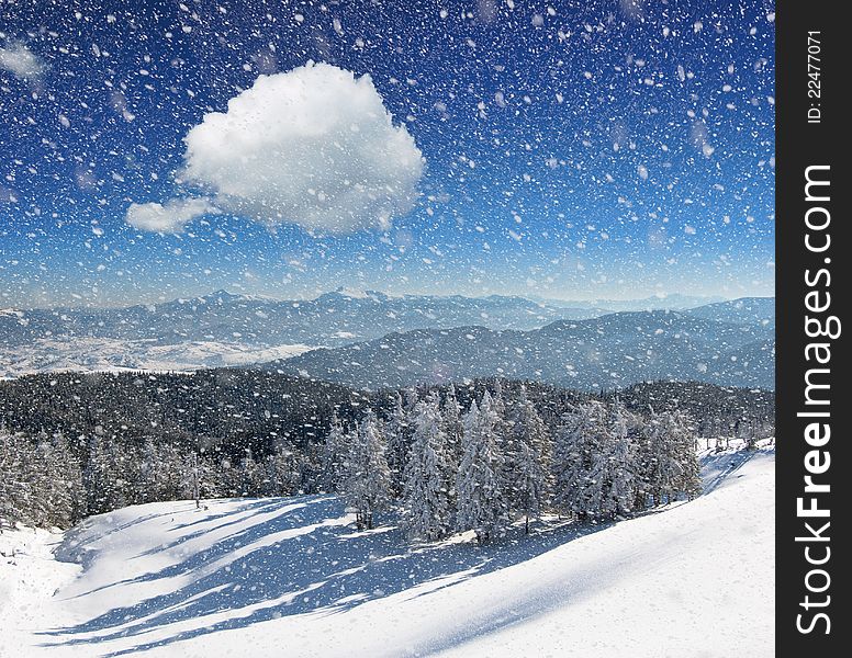 Winter landscape with fur-trees and fresh snow. Ukraine, Carpathians