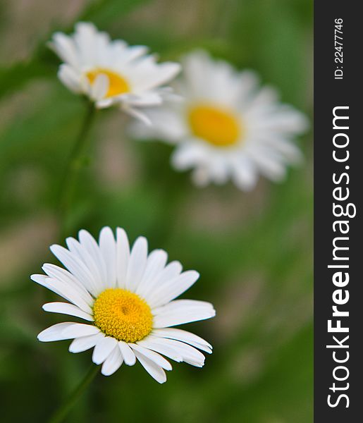 White Marguerite Flowers