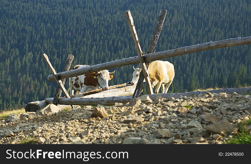 Cows in the mountains drinking from a drinking-trough. Cows in the mountains drinking from a drinking-trough.