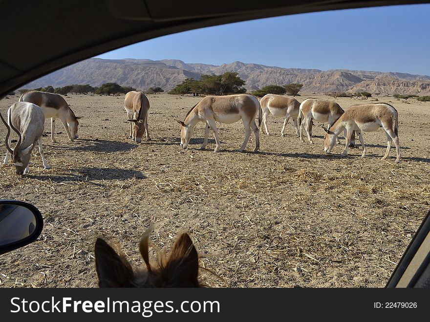 Hai-Bar Yotvata is a famous in Israel nature reserve, it is located 25 km from Eilat, Israel. Hai-Bar Yotvata is a famous in Israel nature reserve, it is located 25 km from Eilat, Israel