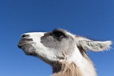 Lama Stock Image Lama Stock Image