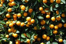 Close Up Of Branches With Ripe Tangerines Stock Image Close Up Of Branches With Ripe Tangerines Stock Image
