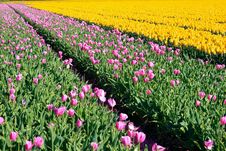 Pink And Yellow Tulips Stock Image