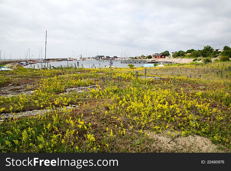 The small harbour Sandvik Oland Sweden with a lot of ladyÂ´s bed-straw in the front.