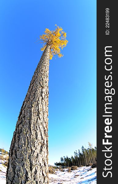 Autumn sky and ed tree, fall of the leaves,larch. Autumn sky and ed tree, fall of the leaves,larch