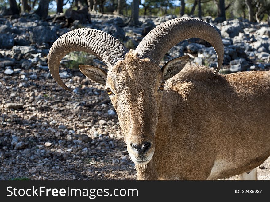 Close-up view of goat.