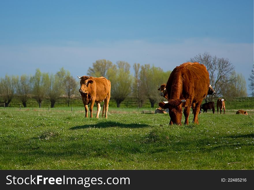 Cows on a meadow