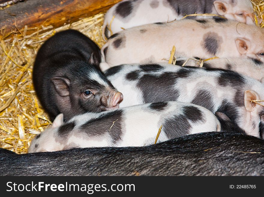 Small pigs at home withaut parents. Small pigs at home withaut parents