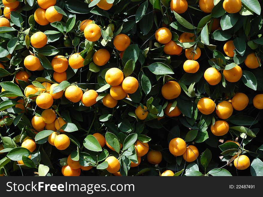 Abundance of ripe tangerines on tree branches. Abundance of ripe tangerines on tree branches