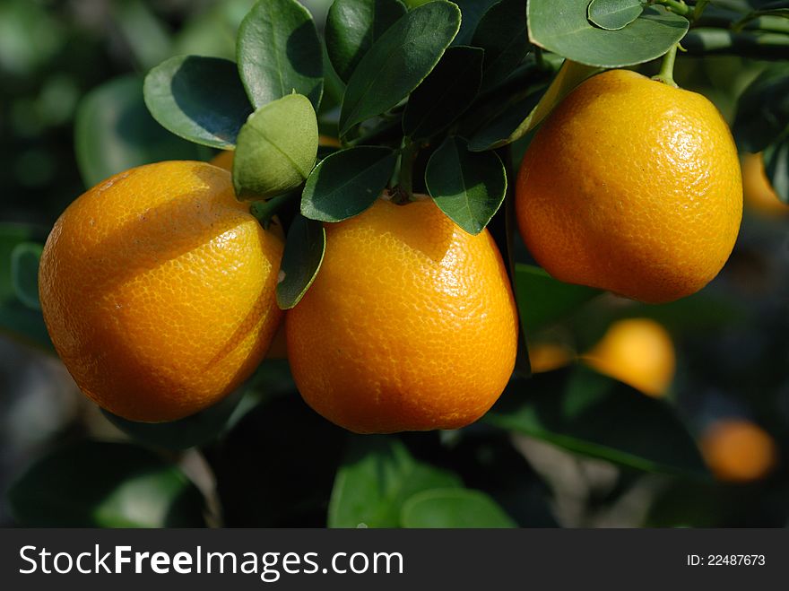 Close up of ripe tangerines