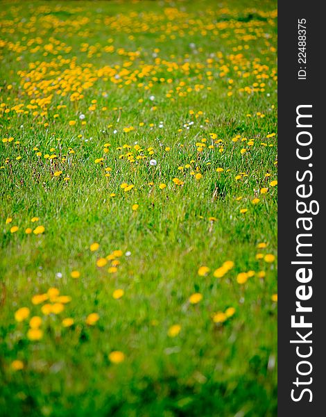 Field of dandelions in spring