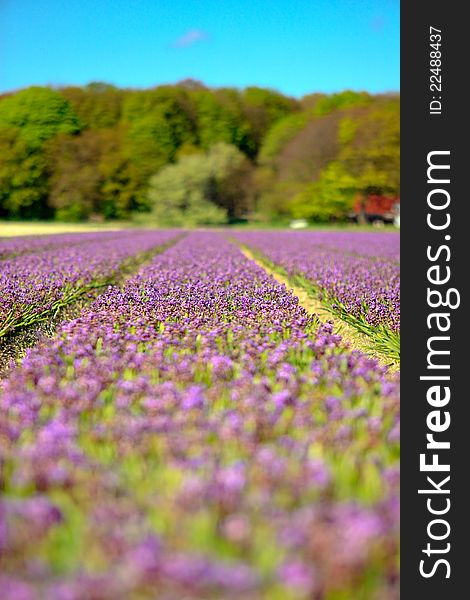 Field of purple hyacinths with blue sky. Field of purple hyacinths with blue sky