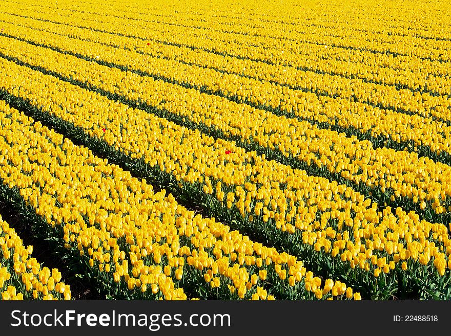 Field of yellow tulips and one red. Field of yellow tulips and one red