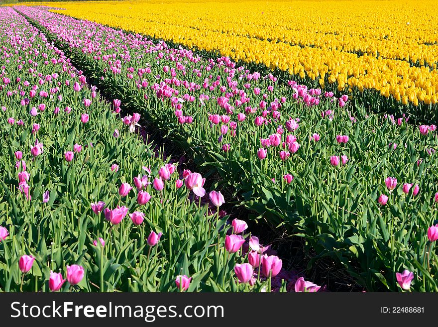 Field of pink and yellow tulips