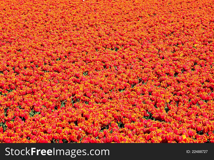 Field of orange tulips as a pattern