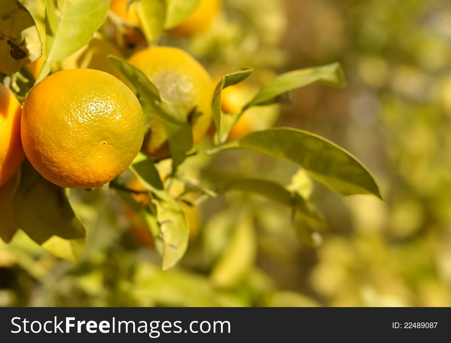 An orange fruit still attached to its tree among its peers. An orange fruit still attached to its tree among its peers