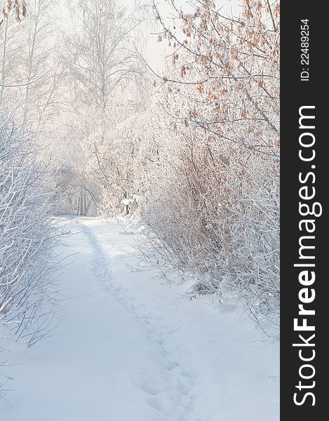 Winter footpath on snow among frozen bushes