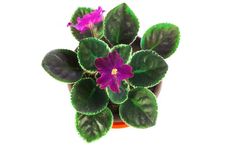 Light Violet Saintpaulia Isolated Royalty Free Stock Photos Light Violet Saintpaulia Isolated Royalty Free Stock Photos