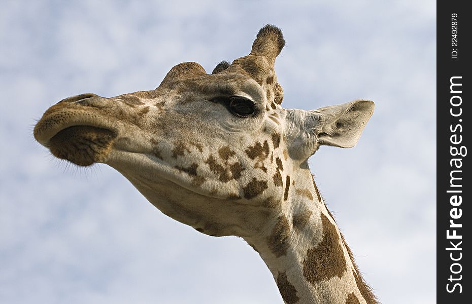 Giraffe's neck and head, view from below