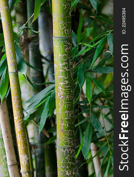 Names and messages carved and chipped into old growth bamboo stalks. Names and messages carved and chipped into old growth bamboo stalks.