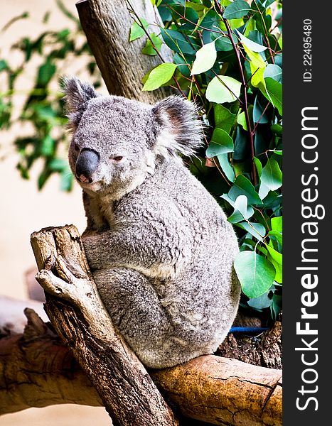 Koala resting in the nook of a tree with eucalyptus leaves nearby.