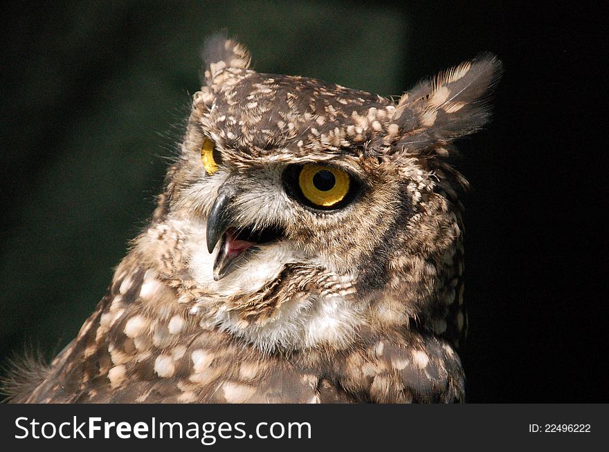 Full facial image of an eagle owl