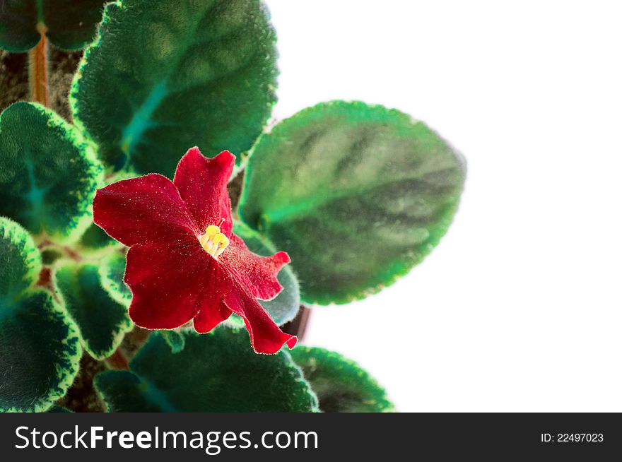Red Flower Saintpaulia