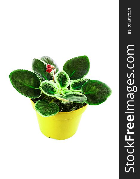 Saintpaulia with green leaves in a yellow pot. Isolated on a white background. Saintpaulia with green leaves in a yellow pot. Isolated on a white background.