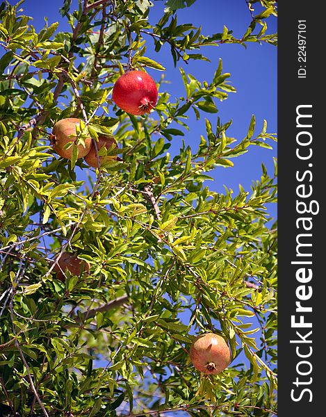 A pomegranate tree on a farm in turkey