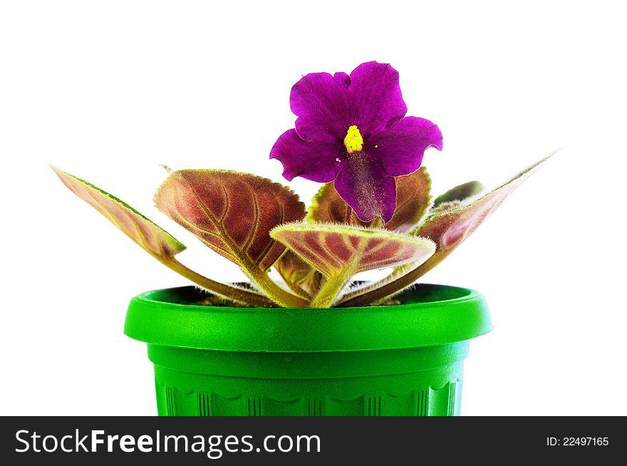 Saintpaulia in a green pot. Isolated on a white background. A flower light violet colors with yellow stamens in the center