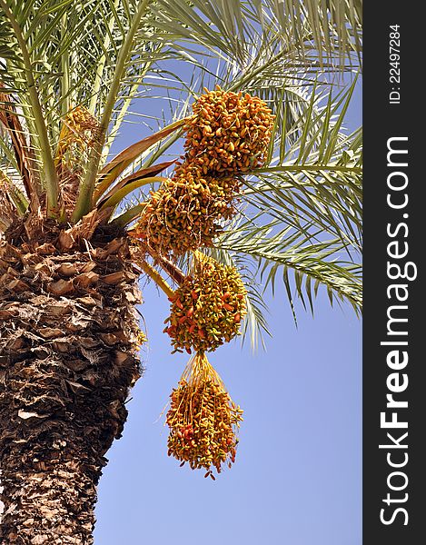 A date palm laden with bunches of ripe healthy fruit. A date palm laden with bunches of ripe healthy fruit