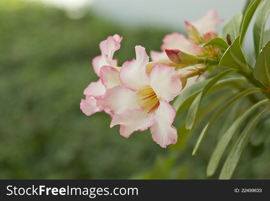 Impala Lily In the garden