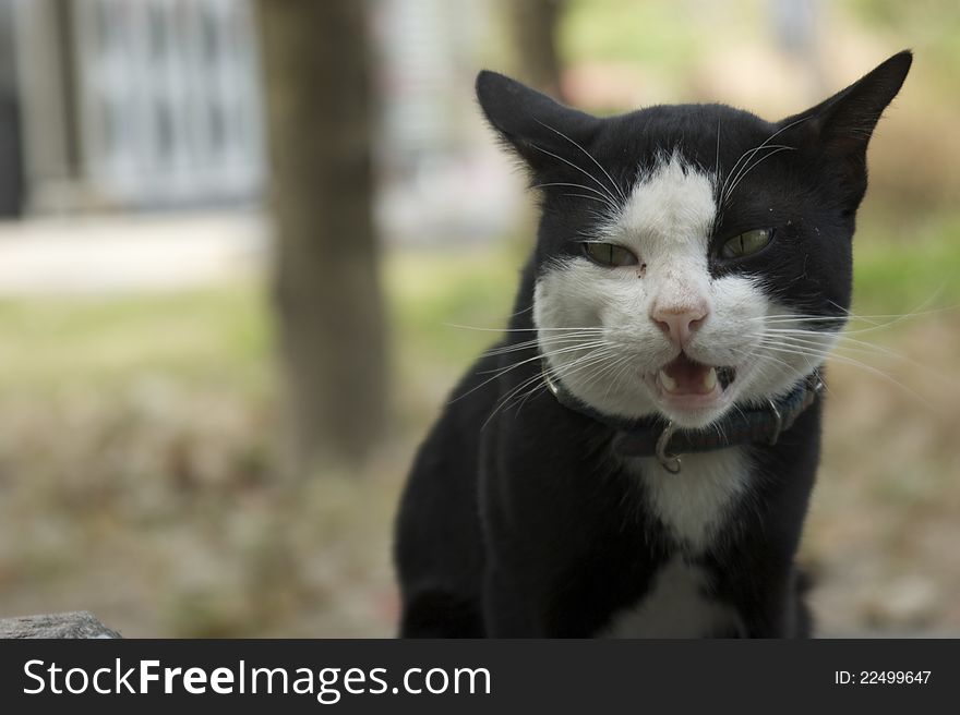 Black cat yawn and looking for something