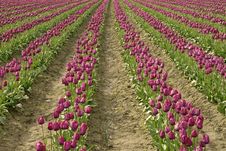 Purple Rows Of Tulips Stock Photo