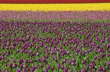 Rainbow Tulips Royalty Free Stock Image