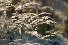 Dry Reed Grass Stock Photography Dry Reed Grass Stock Photography