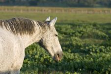 Grey Horse—Flea-bite Markings Royalty Free Stock Photography Grey Horse—Flea-bite Markings Royalty Free Stock Photography