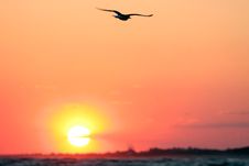 In Flight, Gull At Sunset Royalty Free Stock Photography