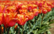 Pink And Orange Tulips Stock Image