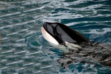 Killer Whale In Water Royalty Free Stock Photography Killer Whale In Water Royalty Free Stock Photography