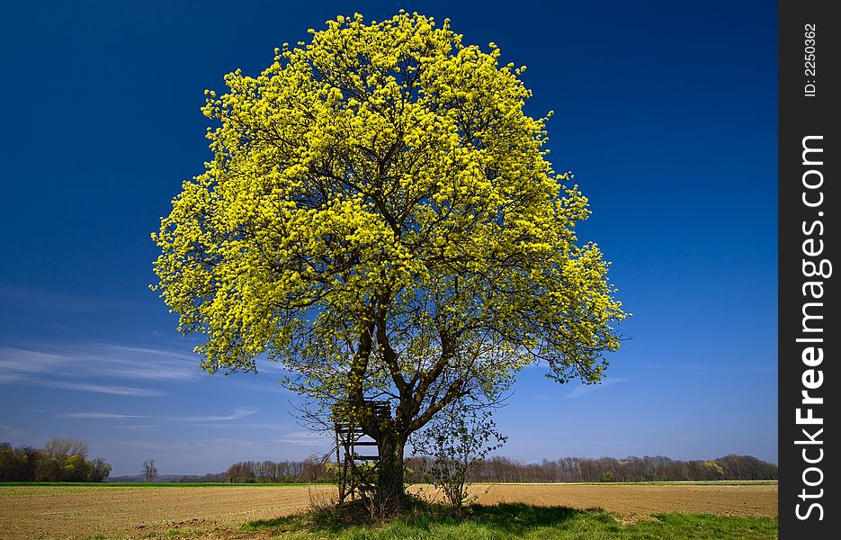 This tree is located in the fields near the city Bad Radkersburg (Styria/Austria). Shot with a Canon 10-22mm lens on an April afternoon in 2007. This tree is located in the fields near the city Bad Radkersburg (Styria/Austria). Shot with a Canon 10-22mm lens on an April afternoon in 2007.