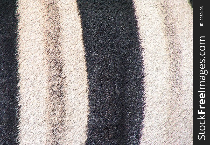 Black and white zebra skin fur texture. Black and white zebra skin fur texture