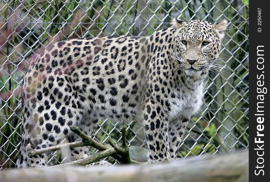 Portrait of Nice Persian Leopard. Portrait of Nice Persian Leopard