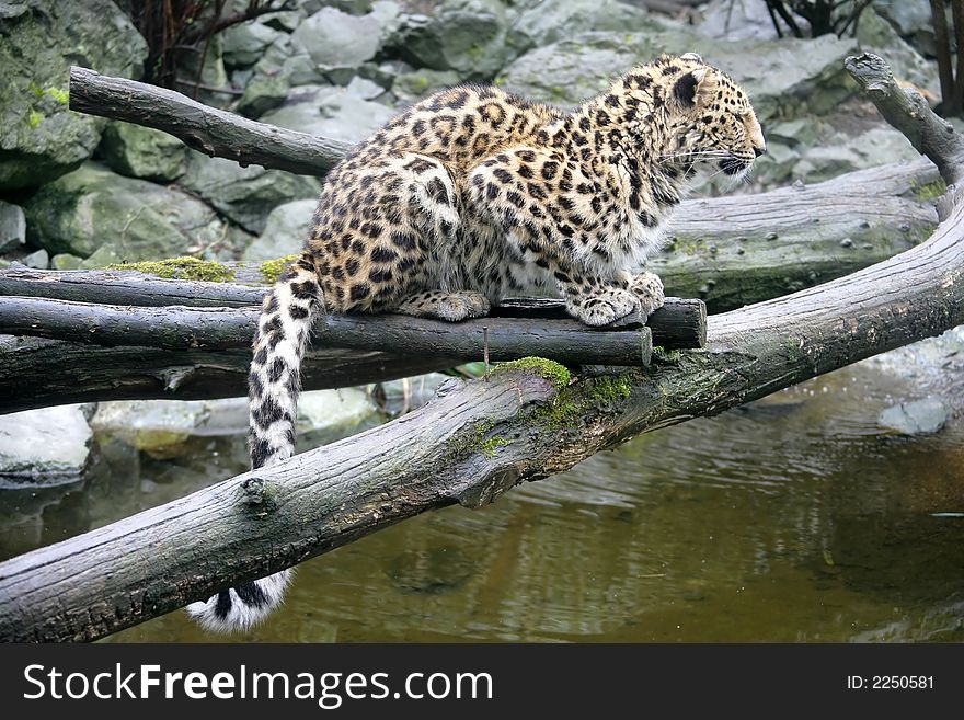 Portrait of Nice Amur Leopard. Portrait of Nice Amur Leopard
