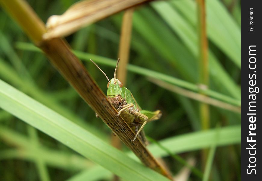 Grasshopper in forest, east belgium